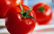 تحقیق گوجه فرنگی