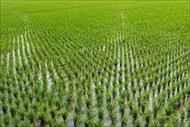 تحقیق تکنولوژی برنج و نگاهی به صنعت شالی کوبی کشور