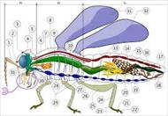 تحقیق سیستم عصبی حشرات